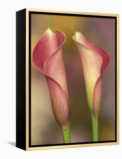 Calla Lily-Adam Jones-Framed Premier Image Canvas