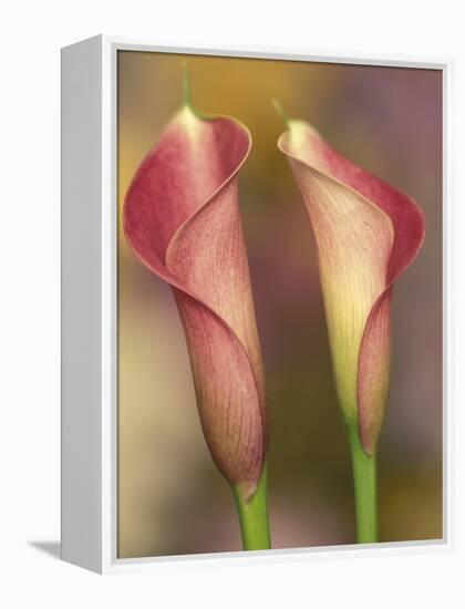 Calla Lily-Adam Jones-Framed Premier Image Canvas