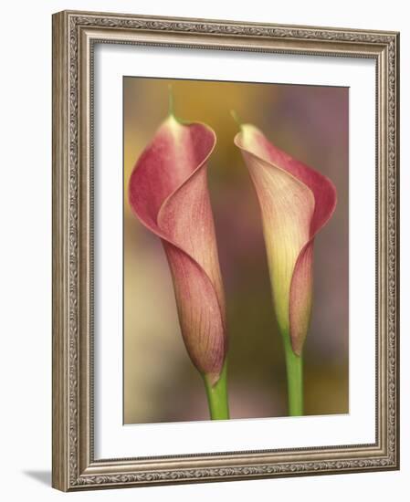 Calla Lily-Adam Jones-Framed Photographic Print