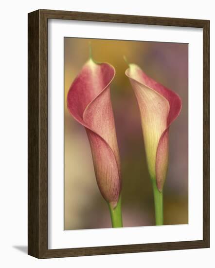 Calla Lily-Adam Jones-Framed Photographic Print