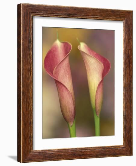 Calla Lily-Adam Jones-Framed Photographic Print