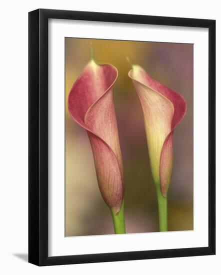 Calla Lily-Adam Jones-Framed Photographic Print