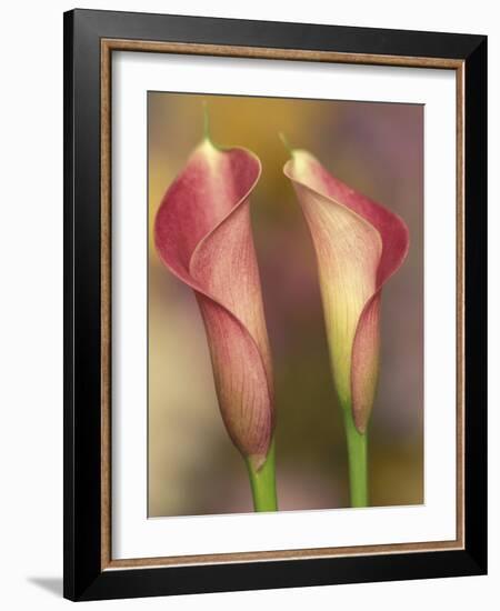 Calla Lily-Adam Jones-Framed Photographic Print