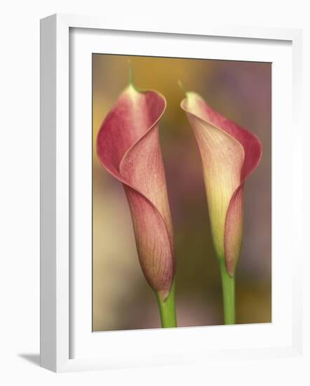 Calla Lily-Adam Jones-Framed Photographic Print