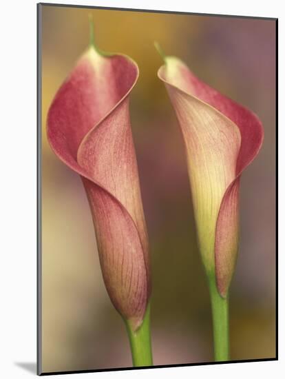 Calla Lily-Adam Jones-Mounted Photographic Print