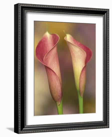 Calla Lily-Adam Jones-Framed Photographic Print