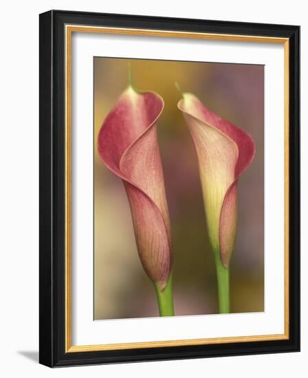 Calla Lily-Adam Jones-Framed Photographic Print