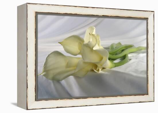 Calla Lily-Anna Miller-Framed Premier Image Canvas