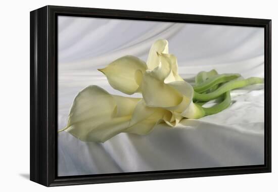 Calla Lily-Anna Miller-Framed Premier Image Canvas