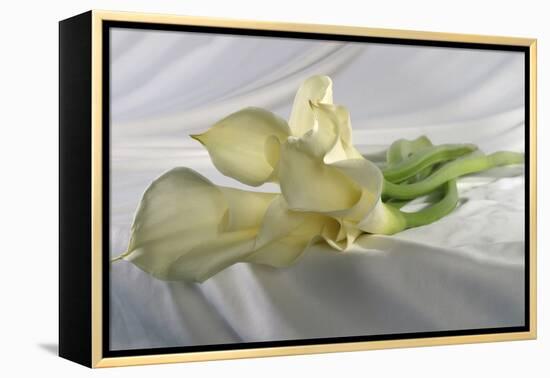 Calla Lily-Anna Miller-Framed Premier Image Canvas