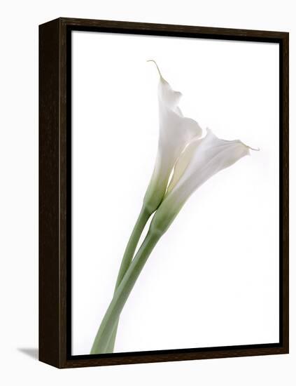 Calla Lily-Anna Miller-Framed Premier Image Canvas