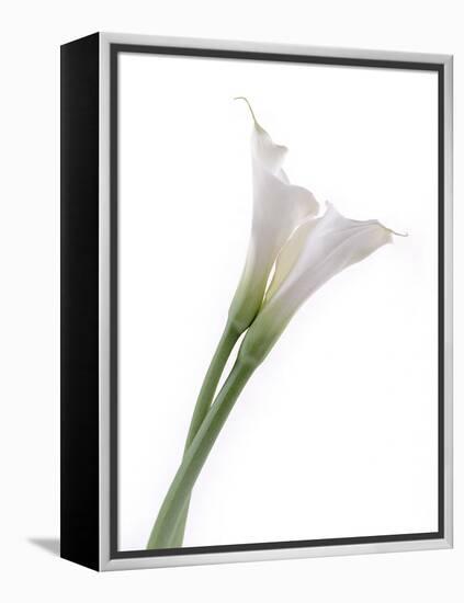 Calla Lily-Anna Miller-Framed Premier Image Canvas