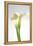 Calla Lily-Anna Miller-Framed Premier Image Canvas