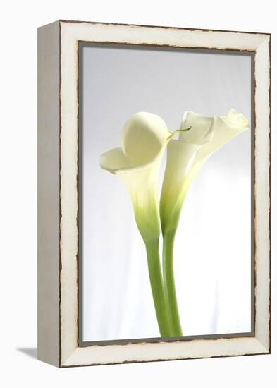 Calla Lily-Anna Miller-Framed Premier Image Canvas