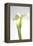 Calla Lily-Anna Miller-Framed Premier Image Canvas