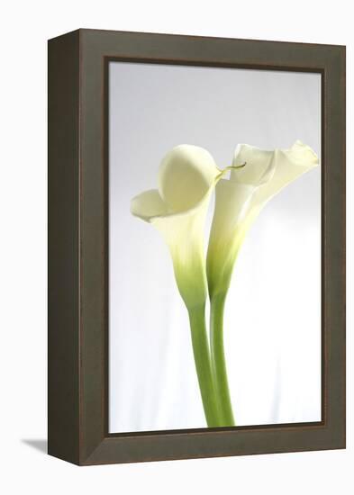 Calla Lily-Anna Miller-Framed Premier Image Canvas