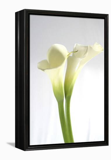 Calla Lily-Anna Miller-Framed Premier Image Canvas