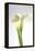 Calla Lily-Anna Miller-Framed Premier Image Canvas