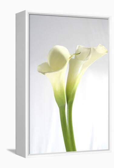 Calla Lily-Anna Miller-Framed Premier Image Canvas