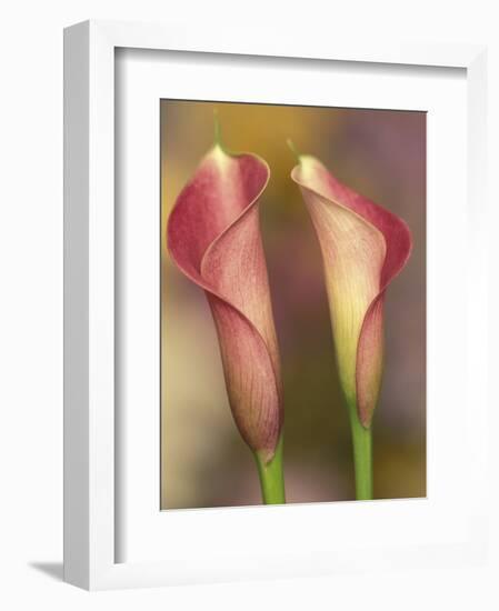 Calla Lily-Adam Jones-Framed Premium Photographic Print