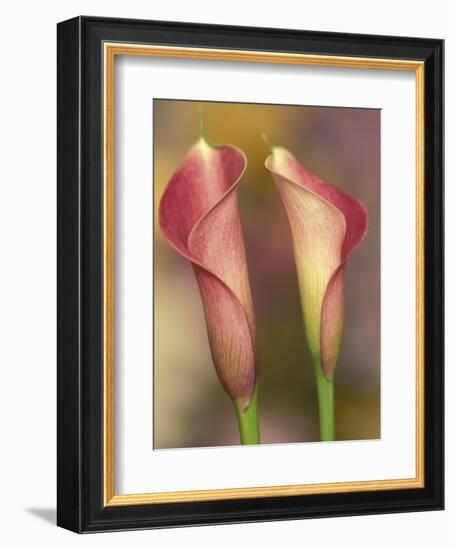 Calla Lily-Adam Jones-Framed Premium Photographic Print