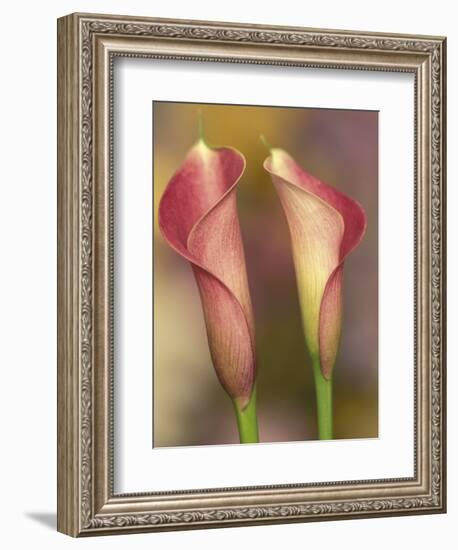 Calla Lily-Adam Jones-Framed Photographic Print