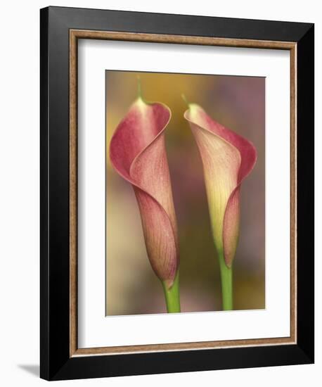 Calla Lily-Adam Jones-Framed Photographic Print