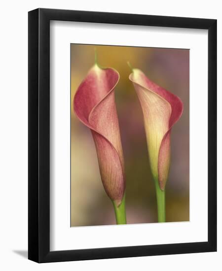 Calla Lily-Adam Jones-Framed Photographic Print