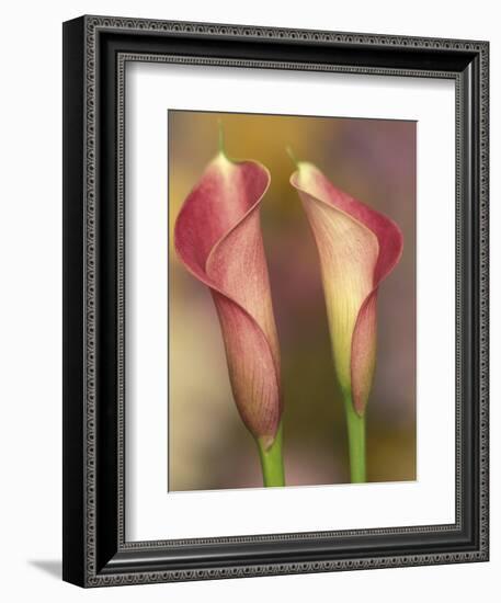 Calla Lily-Adam Jones-Framed Photographic Print