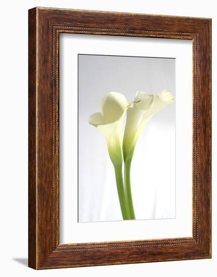 Calla Lily-Anna Miller-Framed Premium Photographic Print