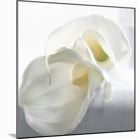 Calla Lily-Anna Miller-Mounted Photographic Print
