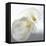 Calla Lily-Anna Miller-Framed Premier Image Canvas