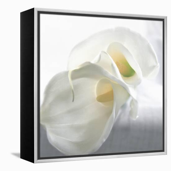 Calla Lily-Anna Miller-Framed Premier Image Canvas