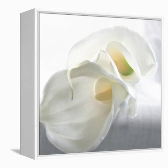 Calla Lily-Anna Miller-Framed Premier Image Canvas