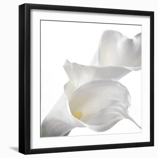 Calla Lily-Anna Miller-Framed Photographic Print