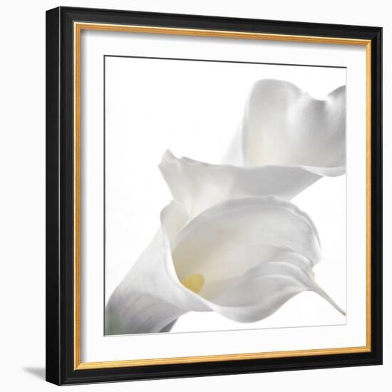 Calla Lily-Anna Miller-Framed Photographic Print