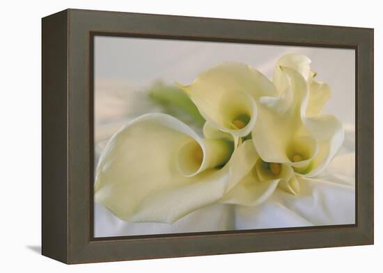 Calla Lily-Anna Miller-Framed Premier Image Canvas