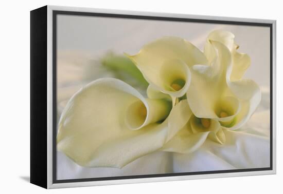 Calla Lily-Anna Miller-Framed Premier Image Canvas