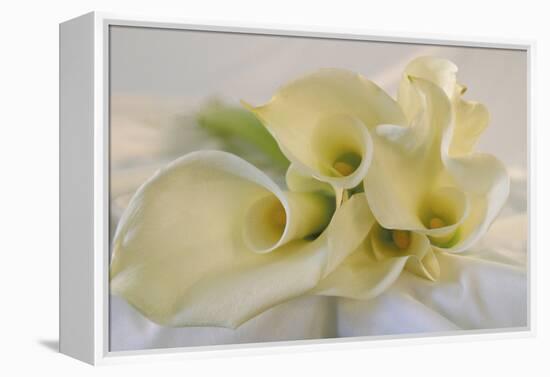 Calla Lily-Anna Miller-Framed Premier Image Canvas