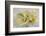 Calla Lily-Anna Miller-Framed Photographic Print