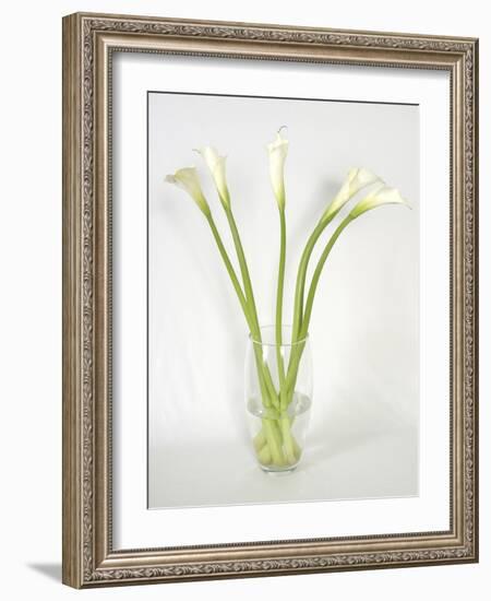 Calla Lily-Anna Miller-Framed Photographic Print