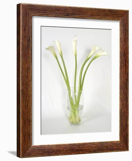 Calla Lily-Anna Miller-Framed Photographic Print