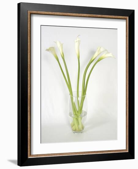 Calla Lily-Anna Miller-Framed Photographic Print