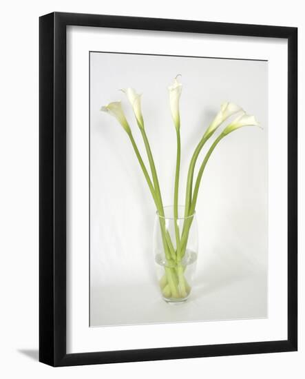 Calla Lily-Anna Miller-Framed Photographic Print