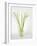 Calla Lily-Anna Miller-Framed Photographic Print