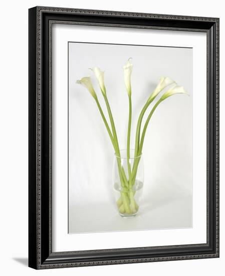 Calla Lily-Anna Miller-Framed Photographic Print