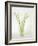 Calla Lily-Anna Miller-Framed Photographic Print