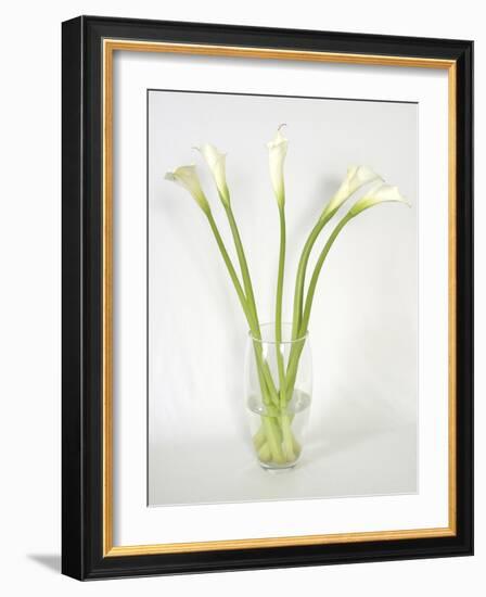 Calla Lily-Anna Miller-Framed Photographic Print