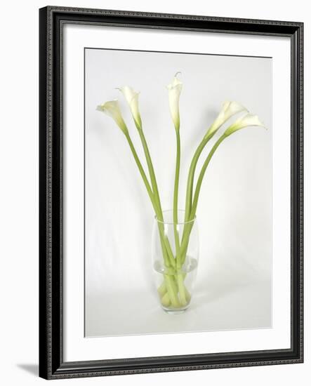 Calla Lily-Anna Miller-Framed Photographic Print