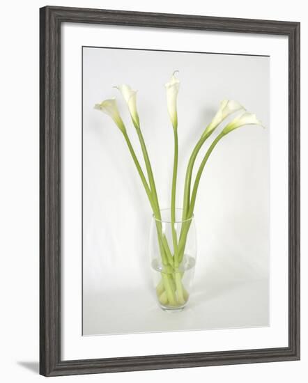 Calla Lily-Anna Miller-Framed Photographic Print